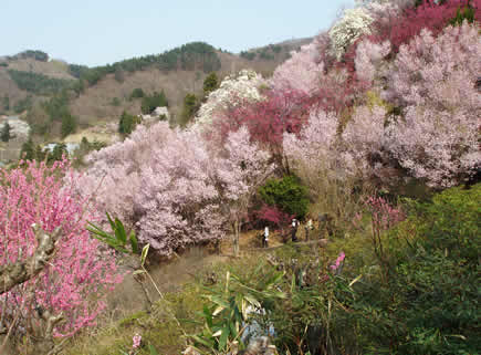 hanami2